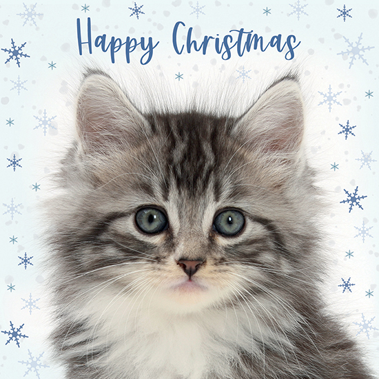 Happy Christmas Cat cards