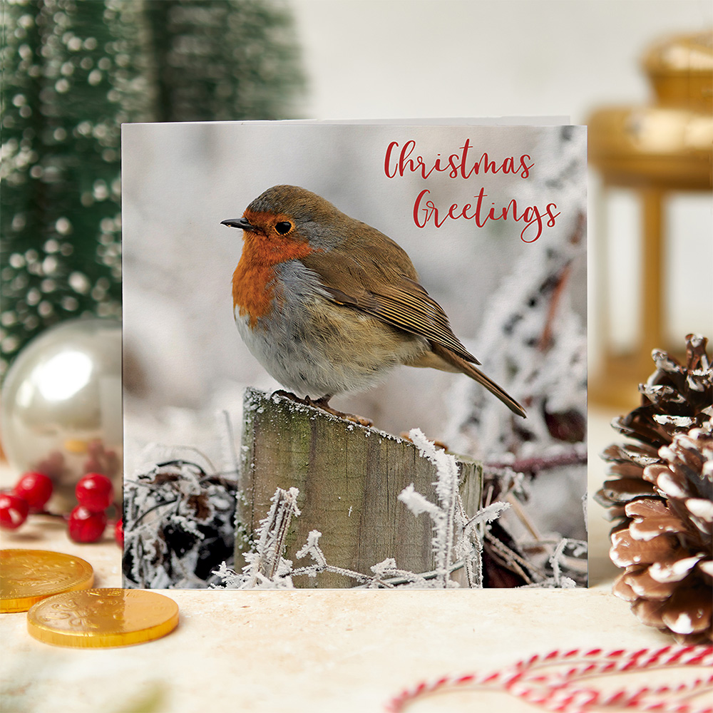 Christmas Robin cards